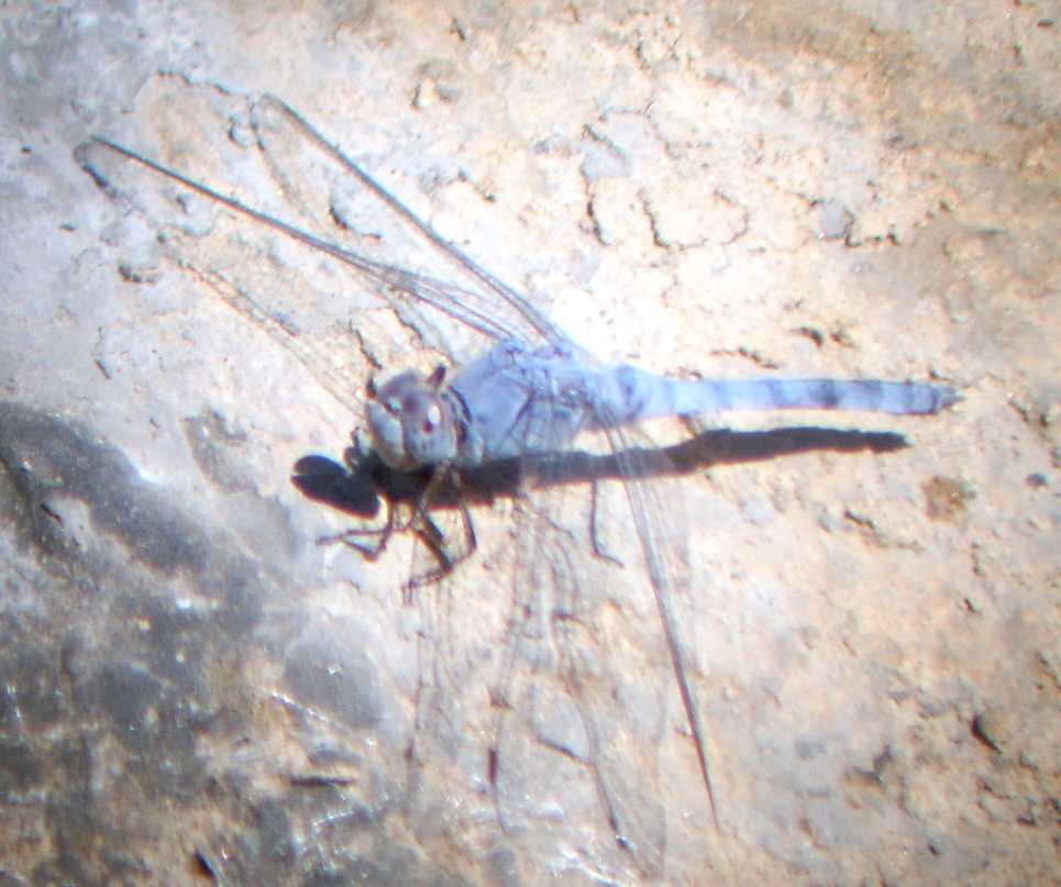 Libellule egiziane
